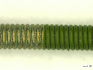Aftergreenwire-PNG